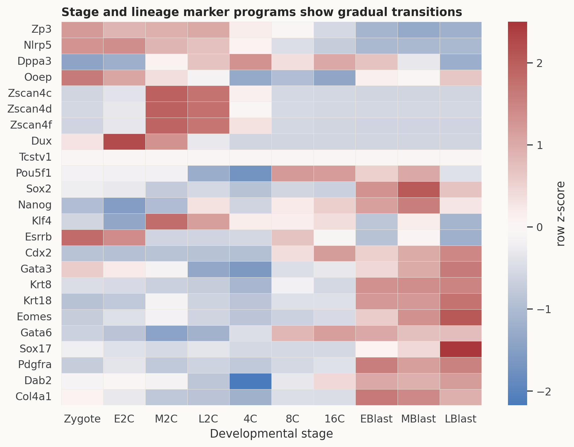 Deng GSE45719 stage marker heatmap。