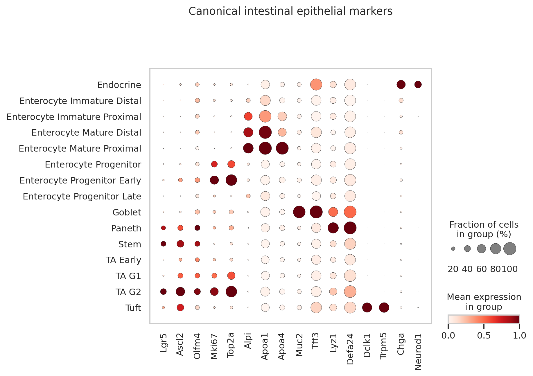 Haber 小肠上皮经典 marker dotplot