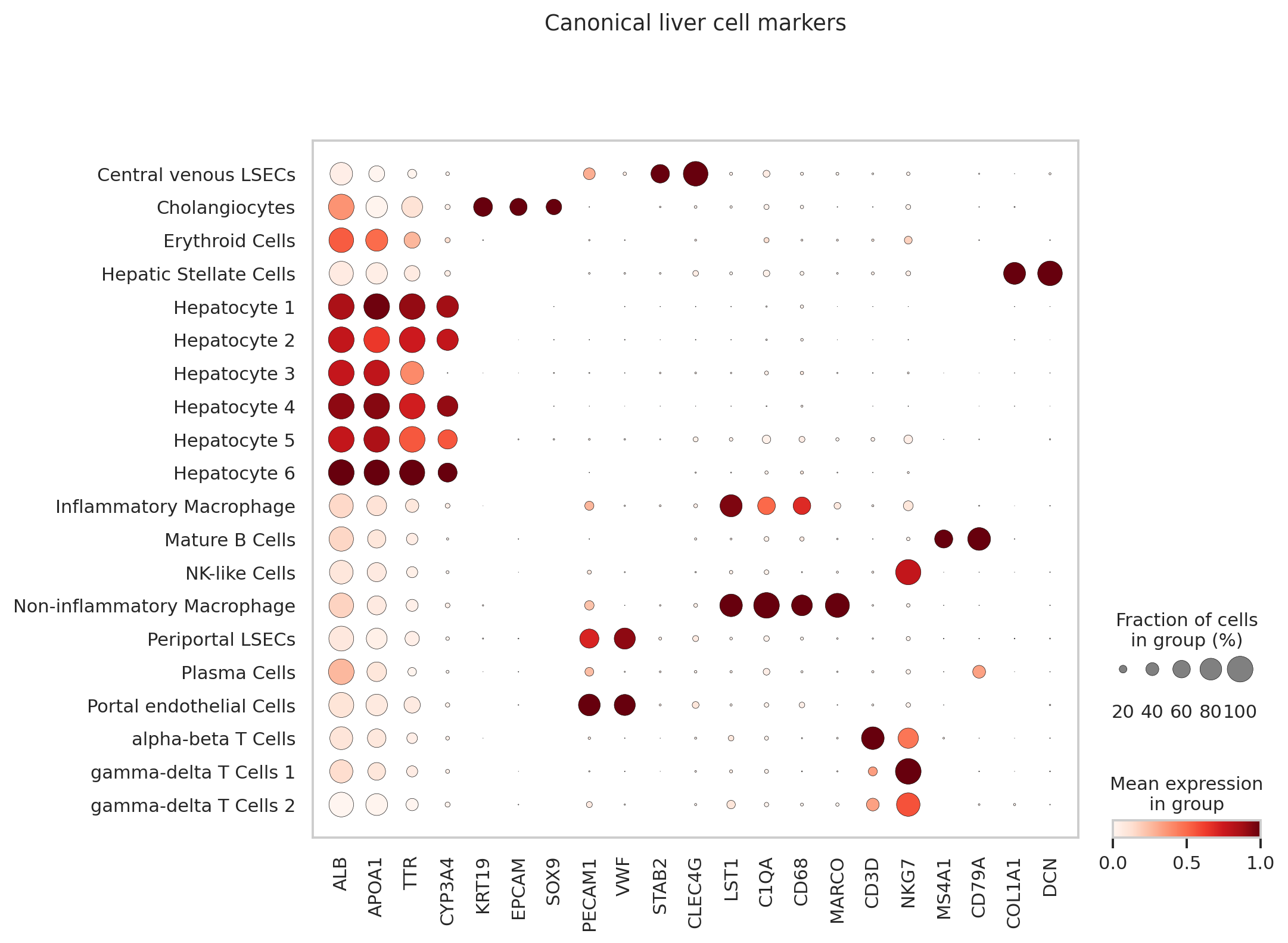 MacParland 人肝脏经典 marker dotplot