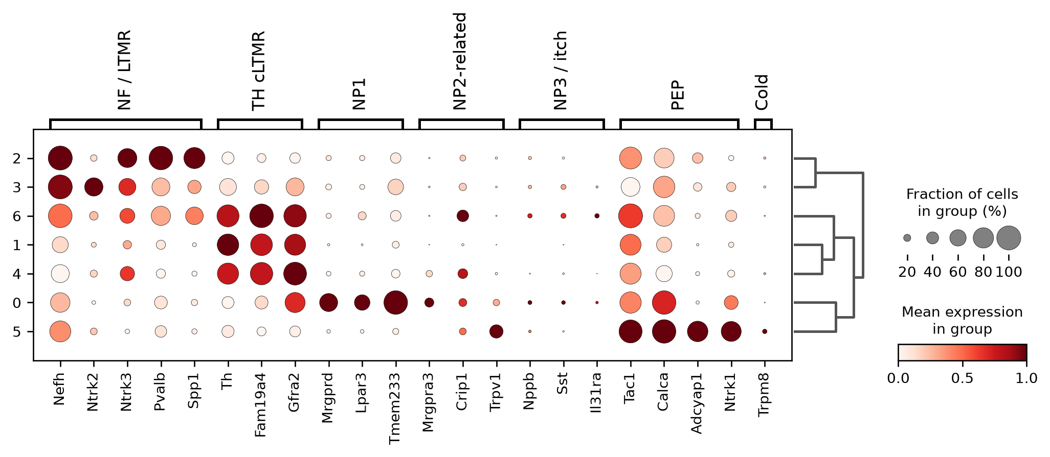 原文分类轴的 marker dotplot